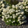 Hydrangea Paniculata – Bobo – #2 Container